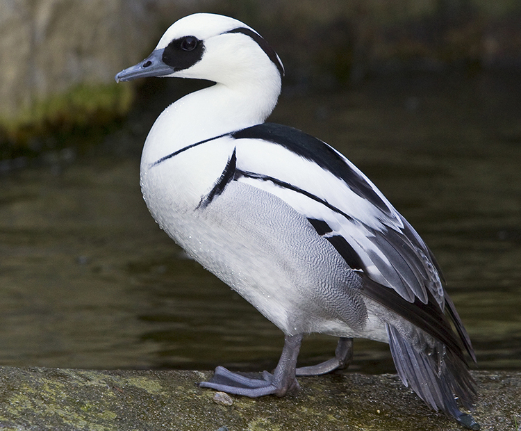 Beautiful black and white bird stands along water's edge