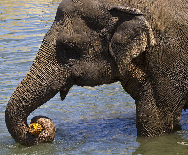 An elephant trunk can grab things as if it were a hand