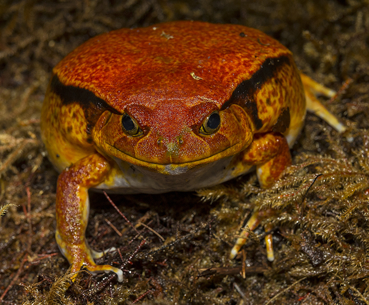 Poison Frog  San Diego Zoo Animals & Plants