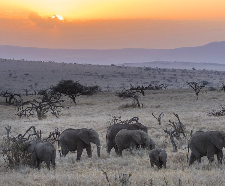 Elephants roam throughout African savannah plains