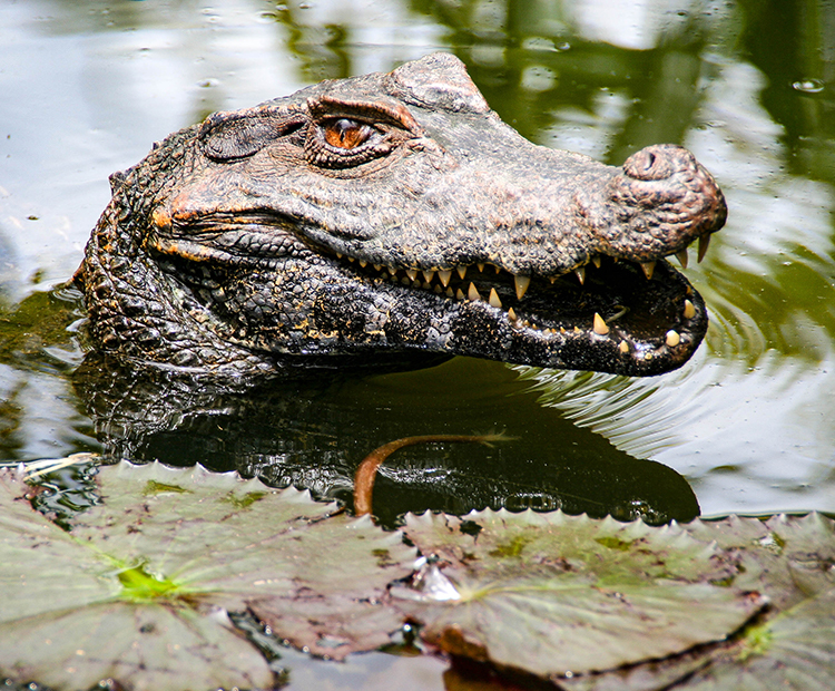 Crocodile pokes his head out of the water