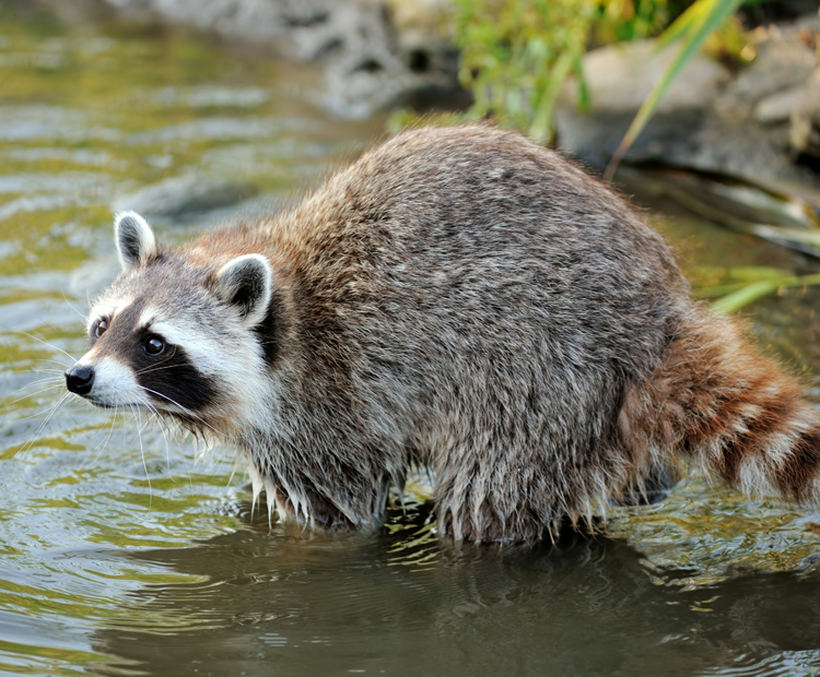 North American Raccoon takes a dip