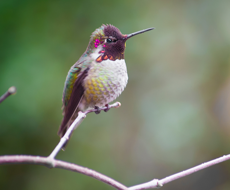 Anna's Hummingbird Sun bathes