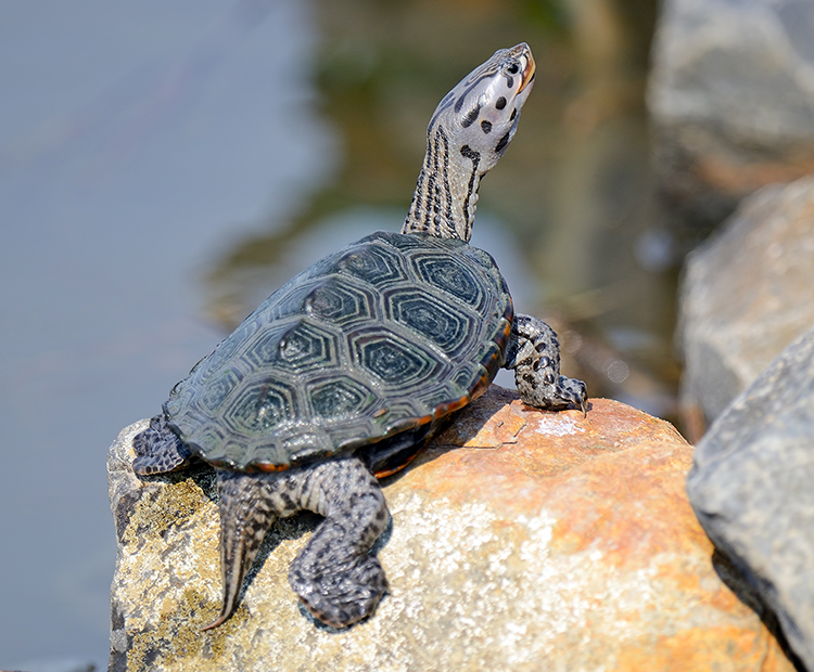 Diamondback Terrapin Turtle