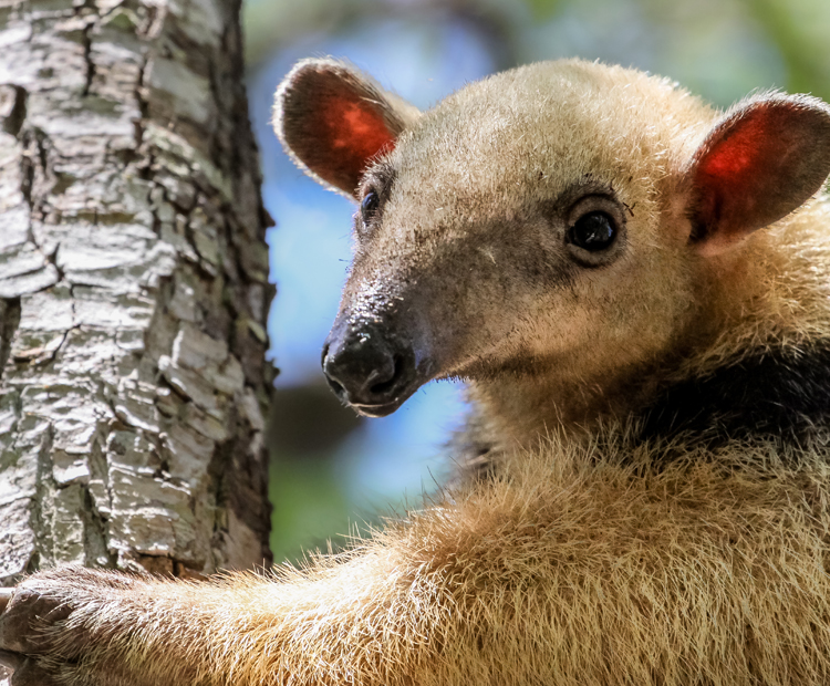 closeup of a tamandua