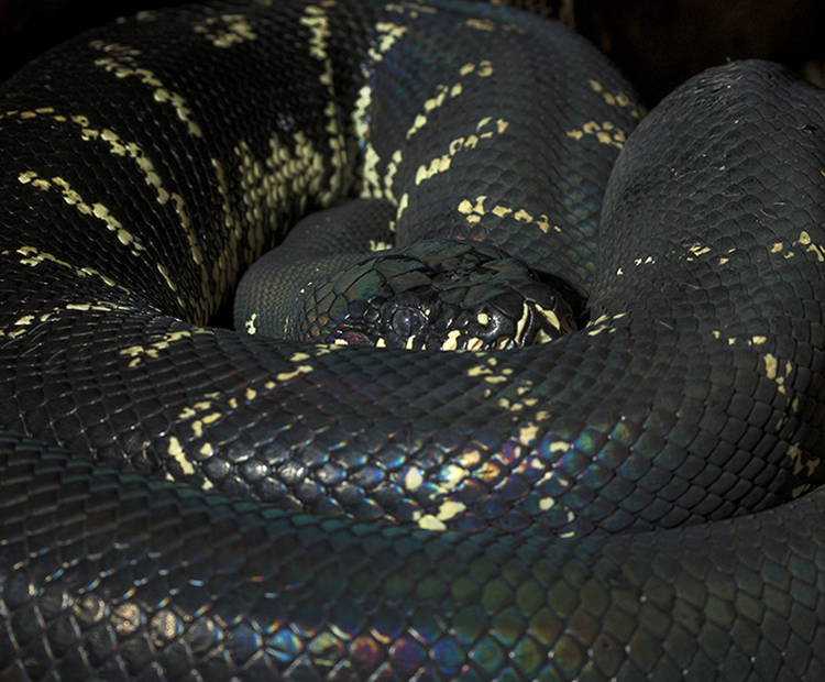 Black and white snake is perfectly camouflaged in the shadows