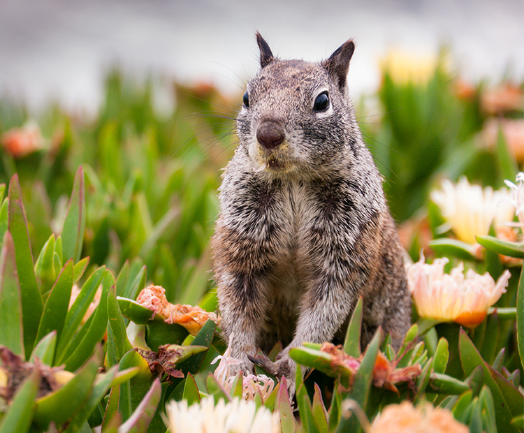 Ground Squirrel is ready for mischief in San Diego garden