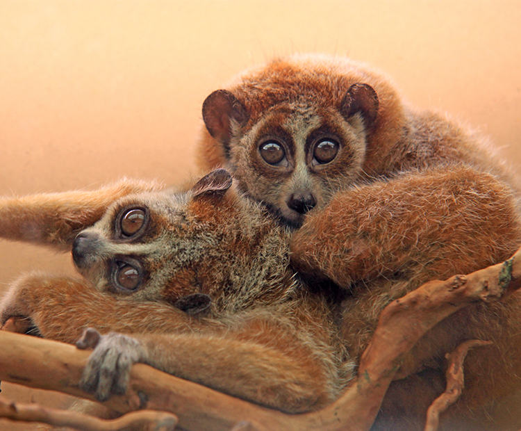 Slow lorises perch on a branch