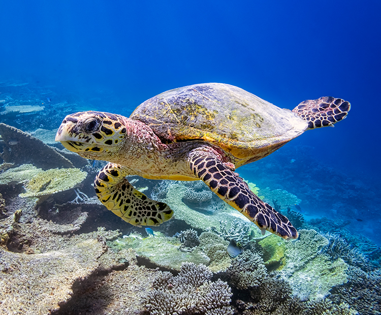 sea turtle poses for an underwater glamour shot