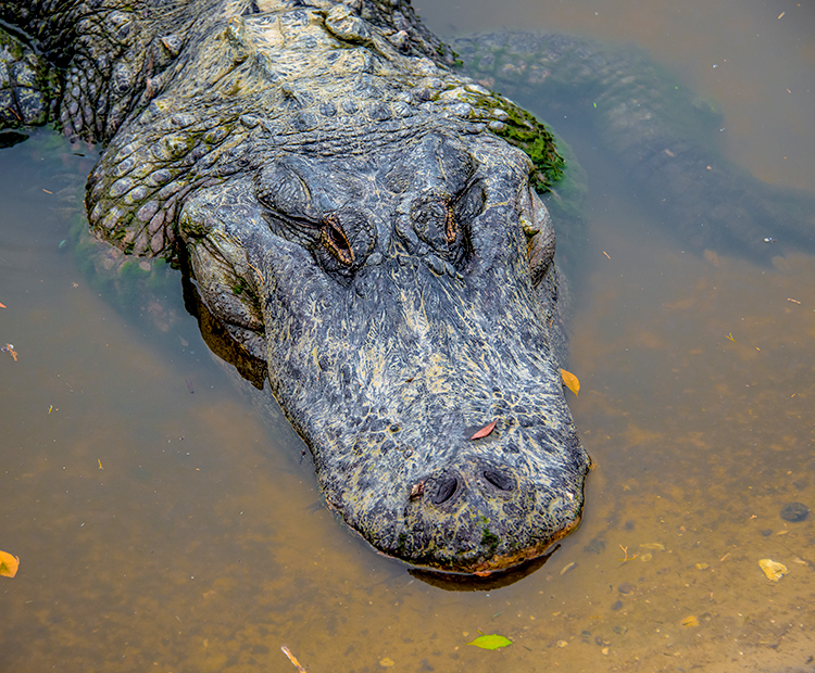 Alligator sits and waits in the water
