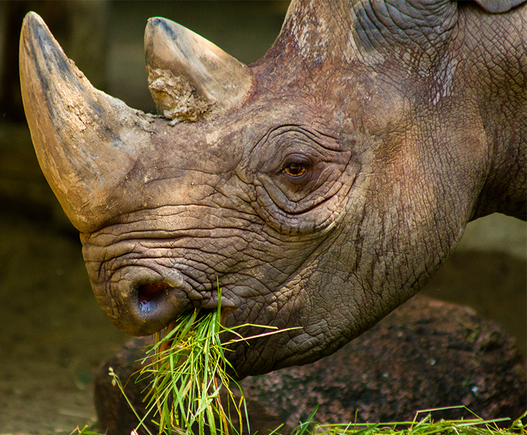 adult rhino eats at his leisure