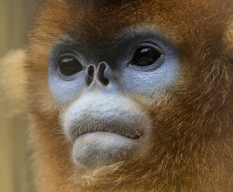 Closeup of a golden monkey's face
