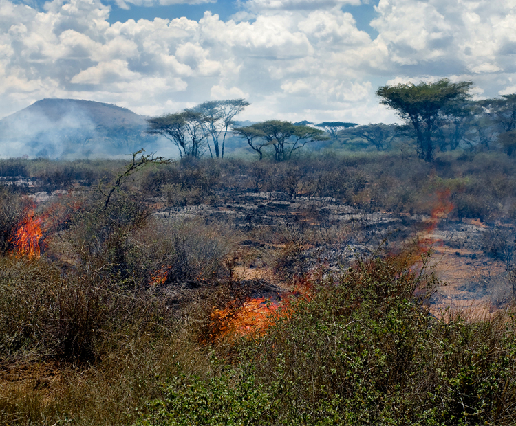 Wildfire burns shrubs in the African savannah
