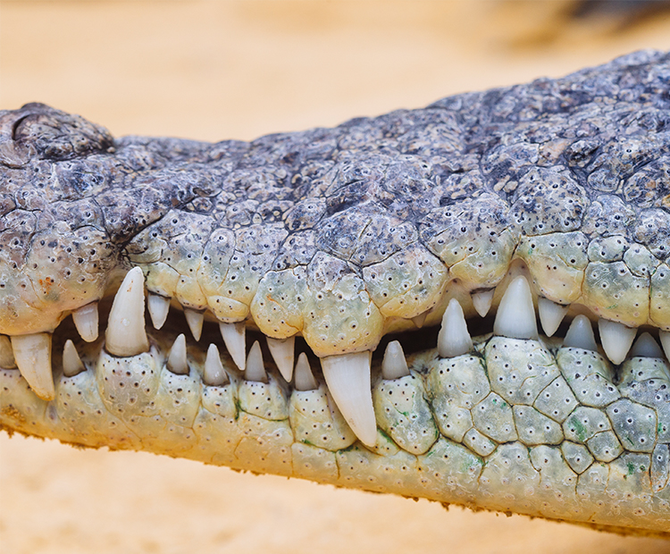 Crocodile Teeth Closeup