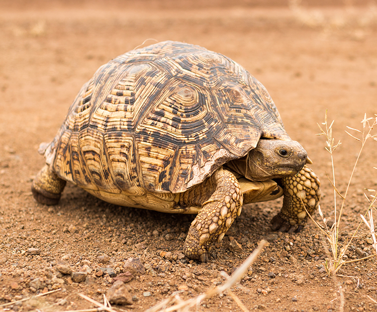 tortoise makes way across dirt path
