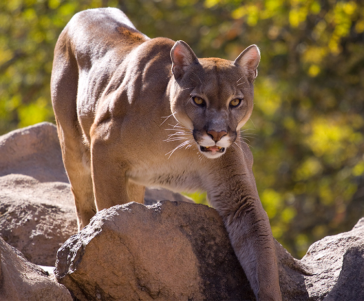 Mountain lion walks over rocks