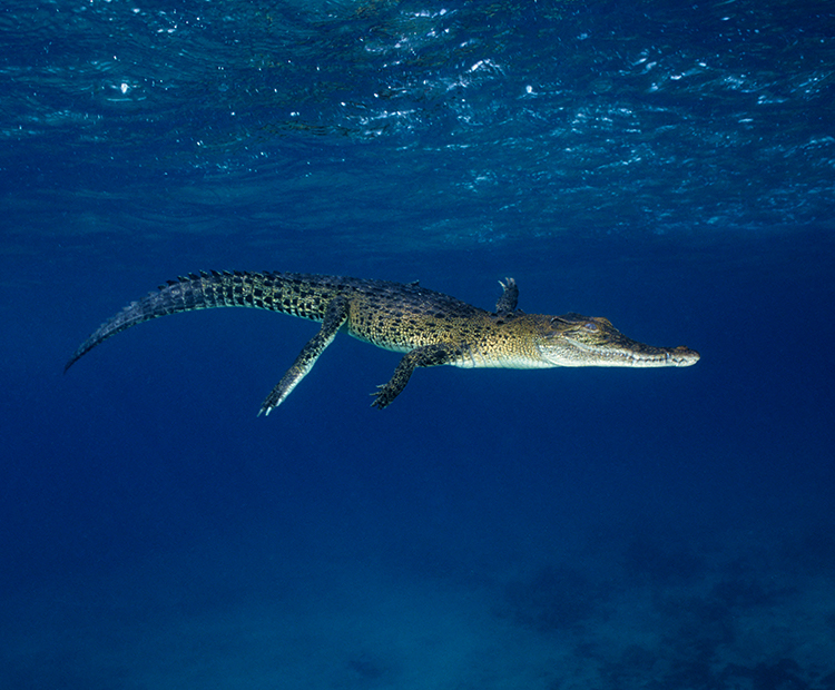 Salt water crocodile going for a swim