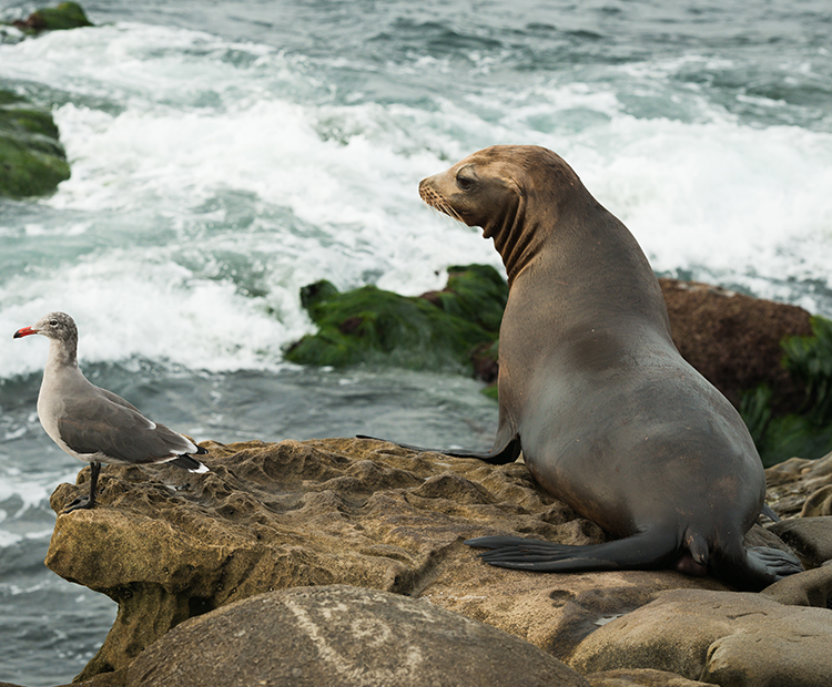 Sea Lion enjoys the waves of La Jolla