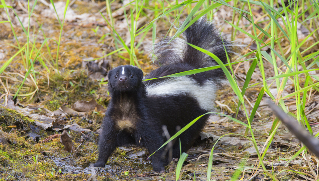 Native skunk catches onto us