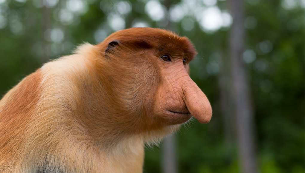 Proboscis Monkey