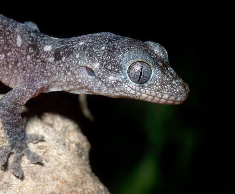New Caledonian Rough-nosed gecko