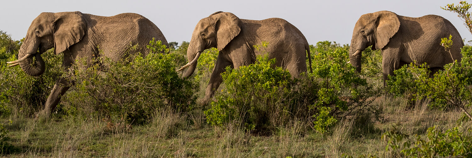 Three African elephants walking in single file line