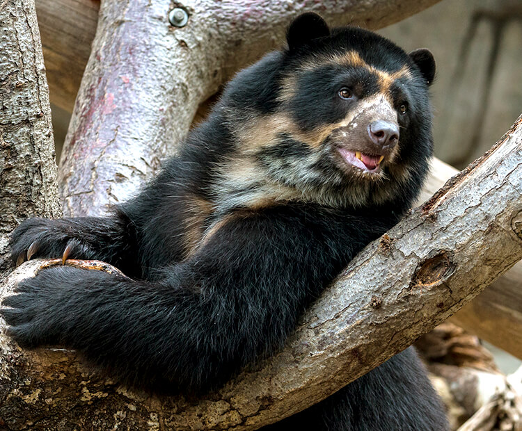 spectacled bear habitat