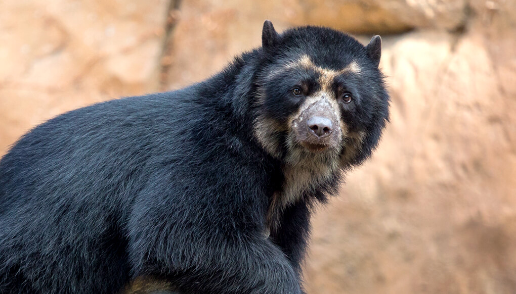 spectacled bear habitat