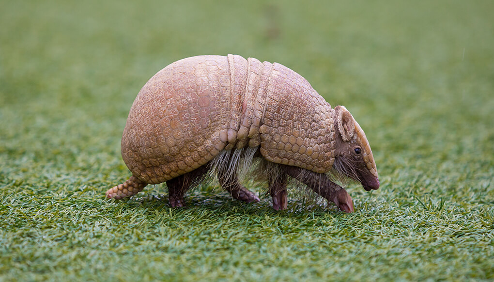 Three-banded armadillo walking across a grass field