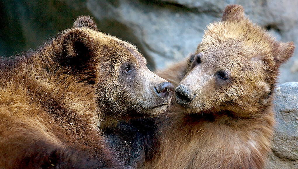 Brown Bear San Diego Zoo Animals & Plants