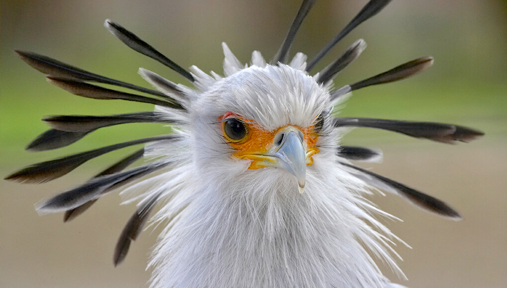 Secretary Bird