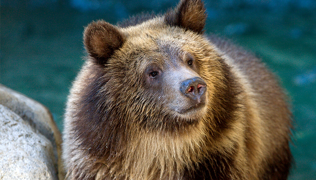 Grizzly Bear in front of pool of water