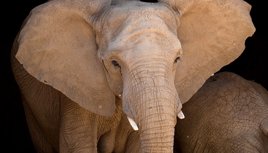 African elephant with ears extended