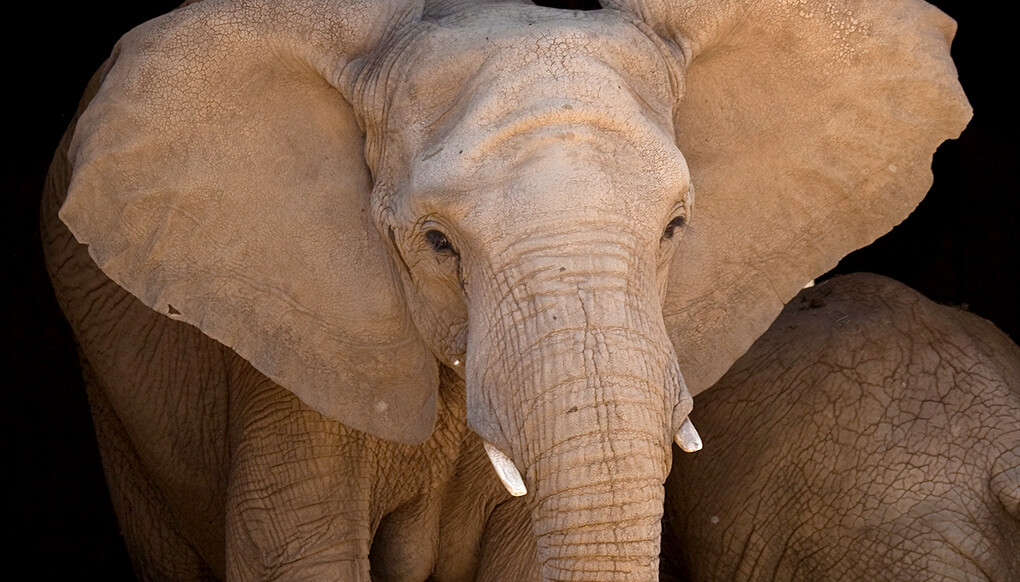 african safari elephant