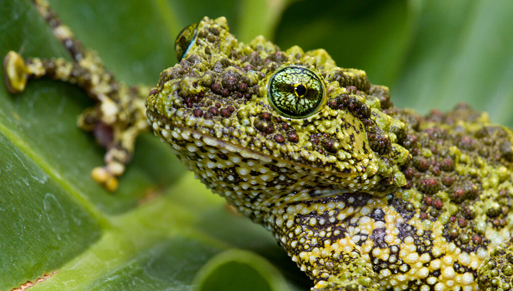 Mossy frog