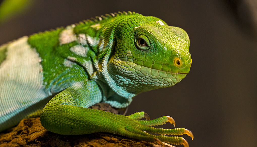 Fiji iguana sitting on a piece of wood