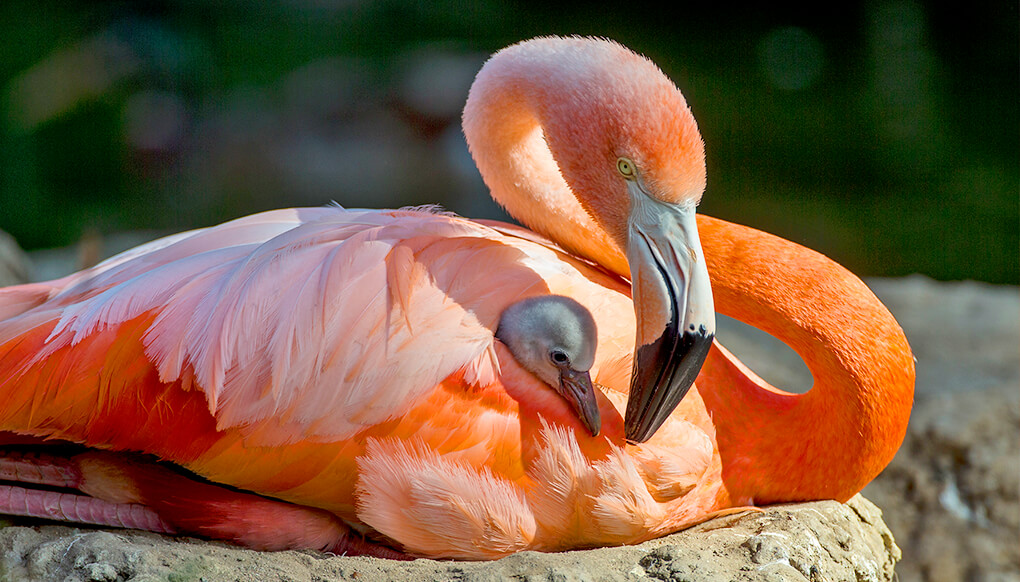 baby greater flamingo