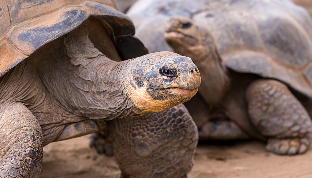 A pair of Galapagos tortoises standing on dirt ground. 