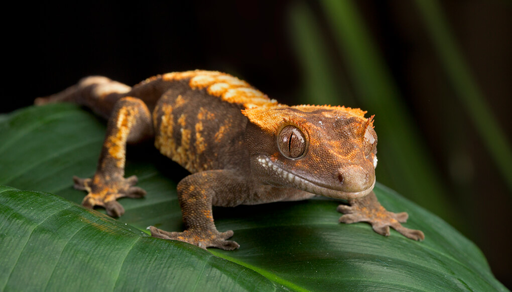 New Caledonian Crested Gecko