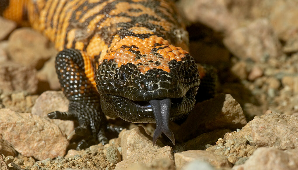 Gila monster lizard facing camera flicking black forked tongue