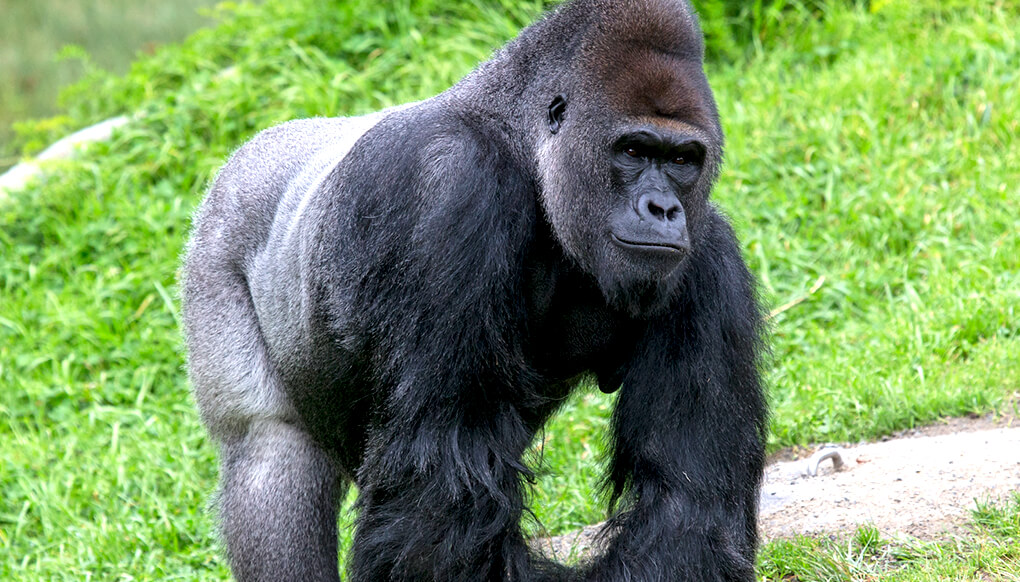 Western lowland gorilla silverback