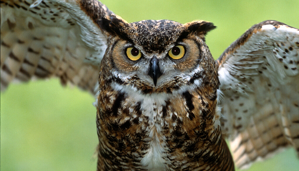 Great horned owl with wings spread