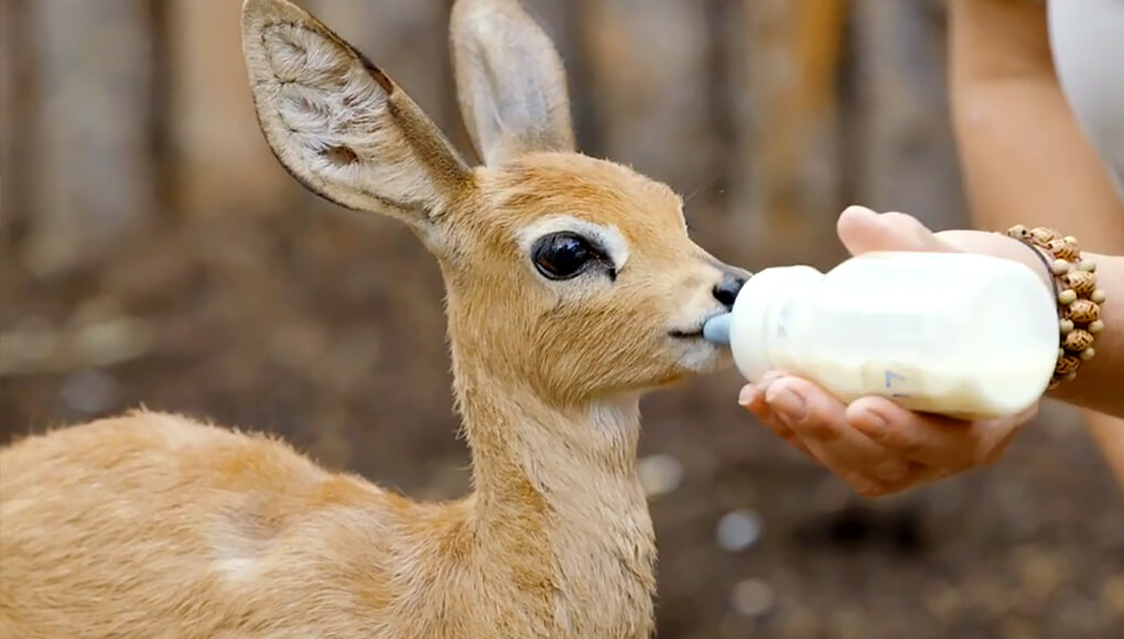 Baby steenbok being bottle-fed by a keeper