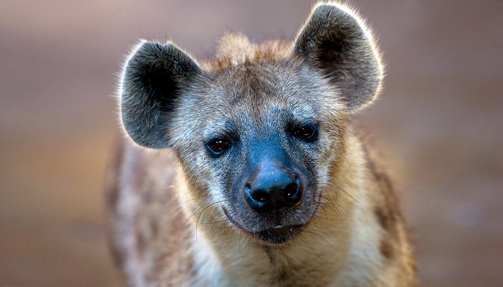 are hyenas related to cats or dogs