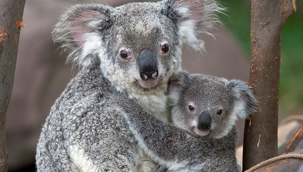 Koala mother holding baby