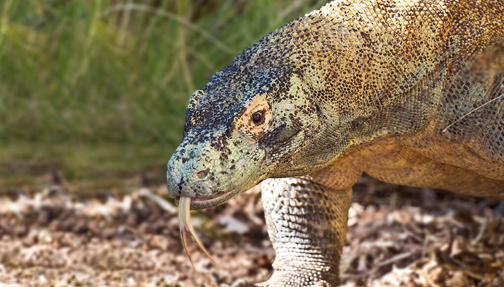 Komodo dragon facing left with it's large forked tongue sticking out.