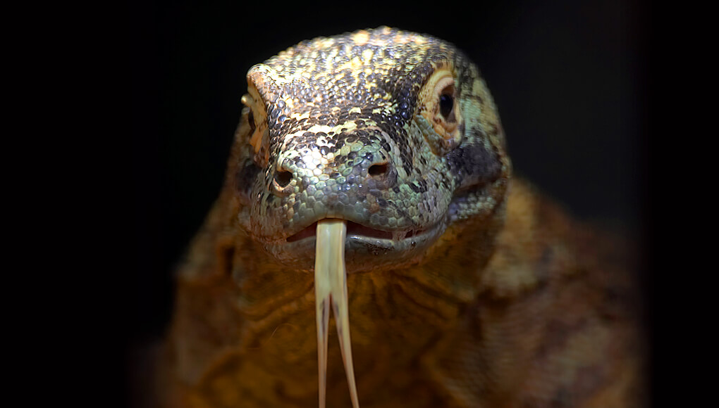 Komodo dragon sticking its forked tongue out