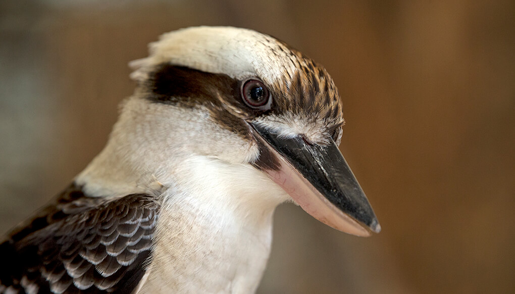 Kookaburra