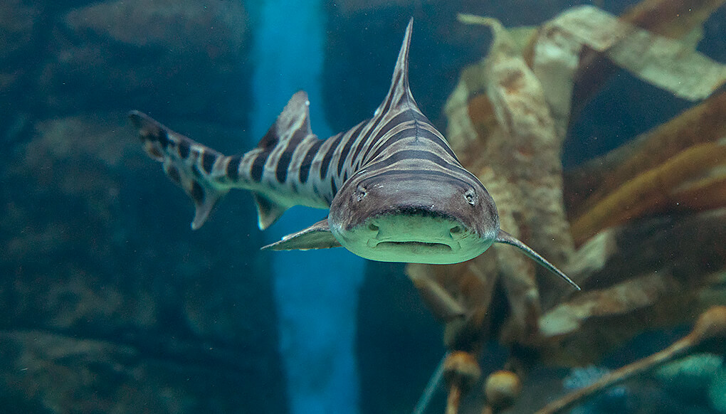 Leopard shark swimming in front of tall kelp trees