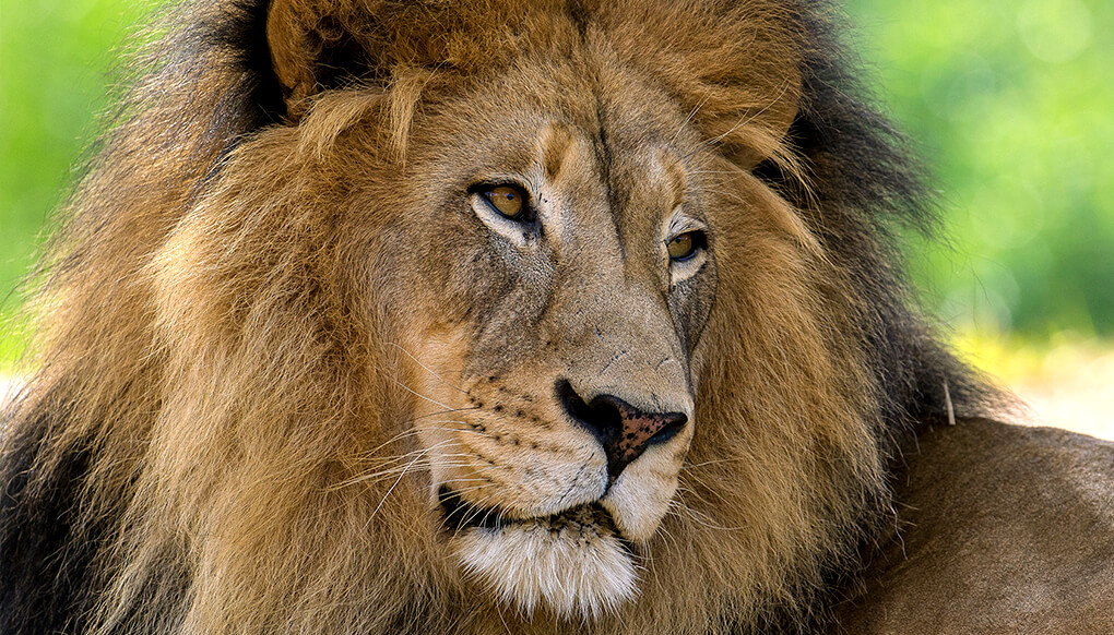 Male African lion